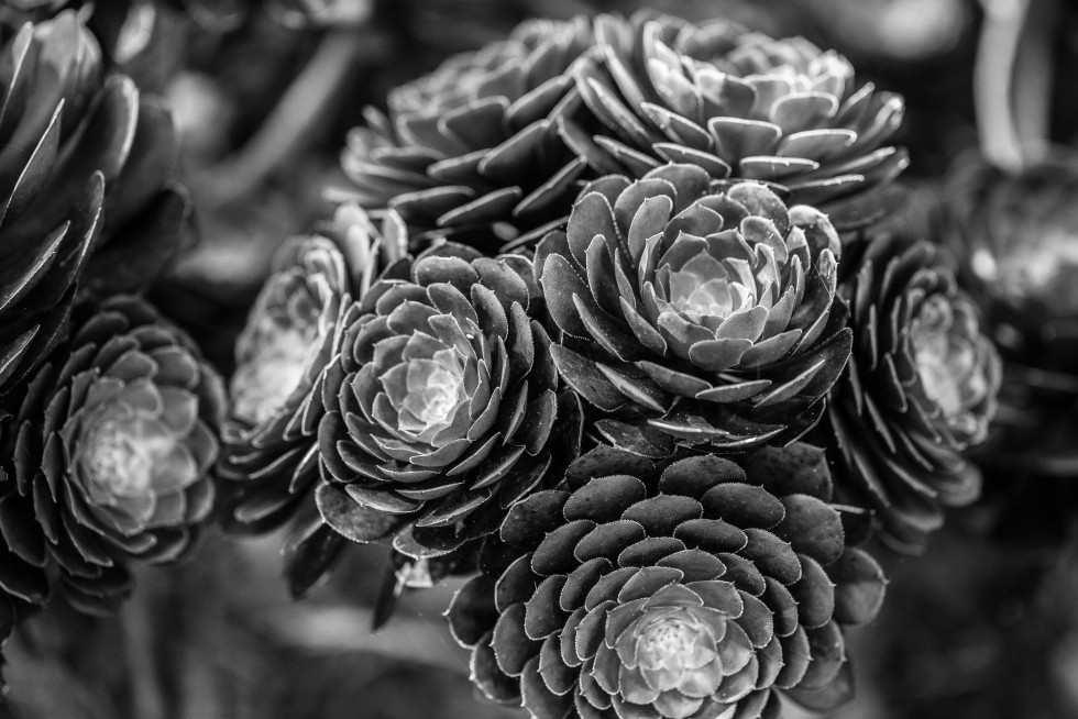 Radial symmetry in St Kilda, Australia.