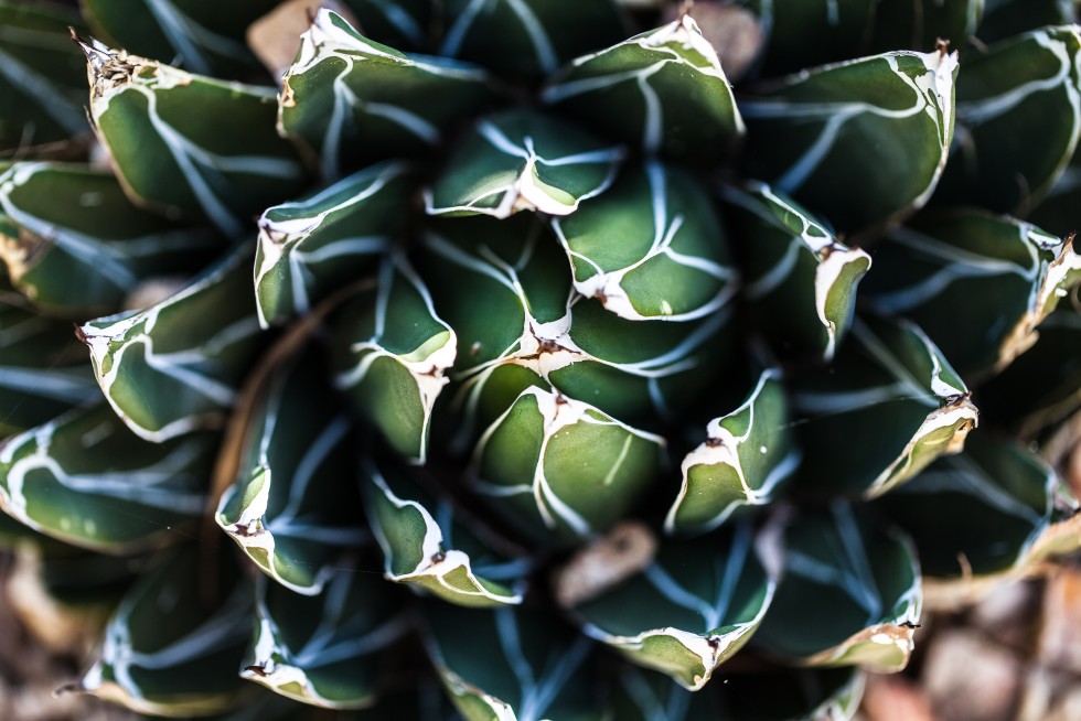 Radial symmetry in St Kilda, Australia.