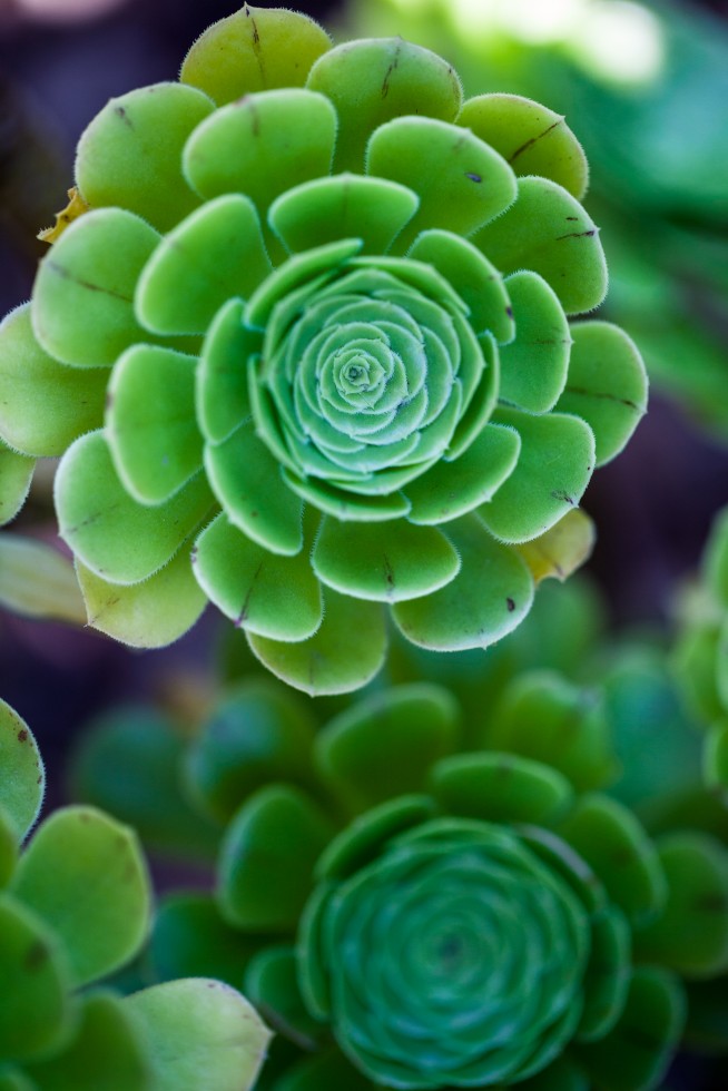 Radial symmetry in St Kilda, Australia.