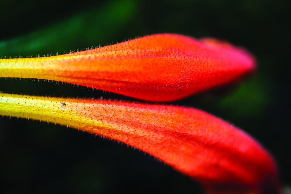 Buds ready to blossom, Big Island, Hawaii.