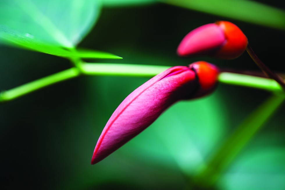 Buds ready to blossom, Big Island, Hawaii.