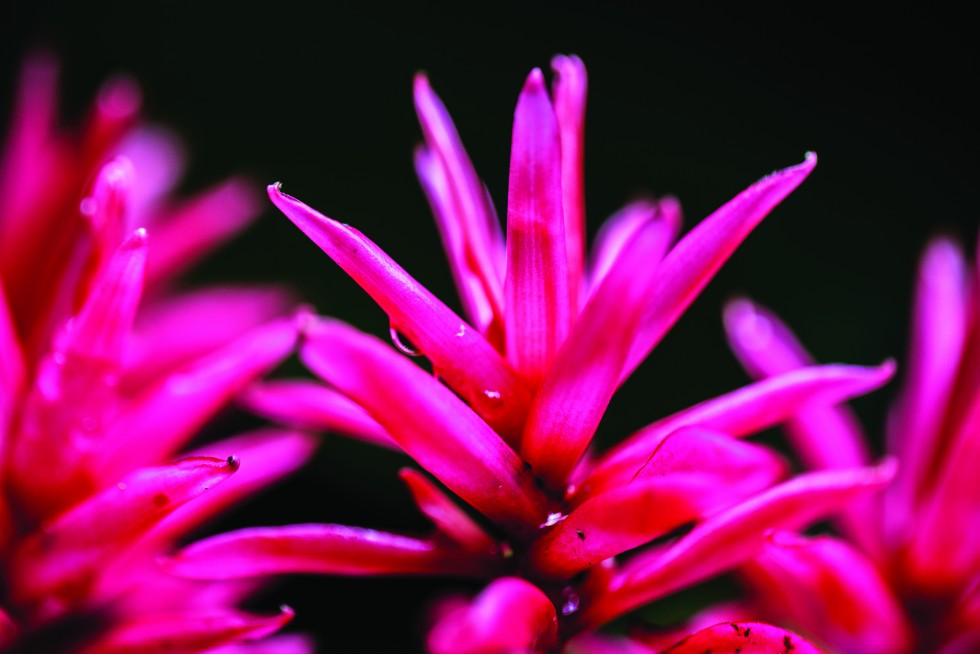 Dewdrops on red ginger. And the striking lehua flower, which grows nowhere except Hawaii; it’s ohia tree is often the first plant to grow after lava flow. Hilo, Hawaii.