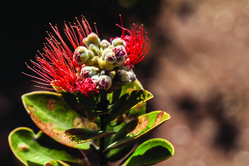 Dewdrops on red ginger. And the striking lehua flower, which grows nowhere except Hawaii; it’s ohia tree is often the first plant to grow after lava flow. Hilo, Hawaii.