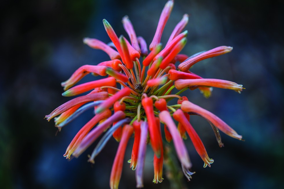 Torch lily (kniphofia, above), purple peace lily and firecracker fern, Hawaii.