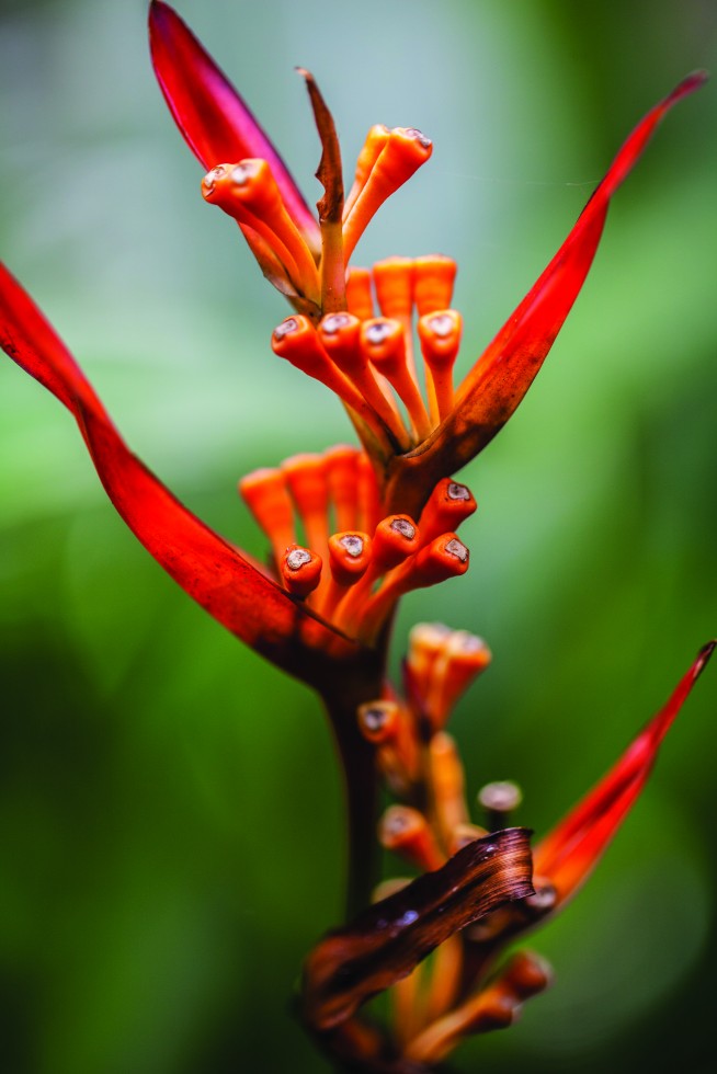 Torch lily (kniphofia, above), purple peace lily and firecracker fern, Hawaii.