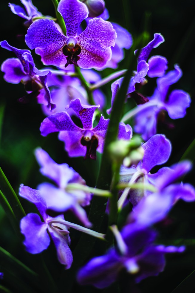 Orchids and other blooms, Hawaii.