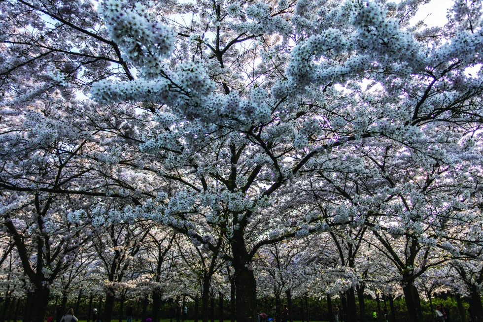 Cherry blossoms are an annual rite of passage, keenly anticipated and in bloom for a solitary week. Matsumoto, Japan.