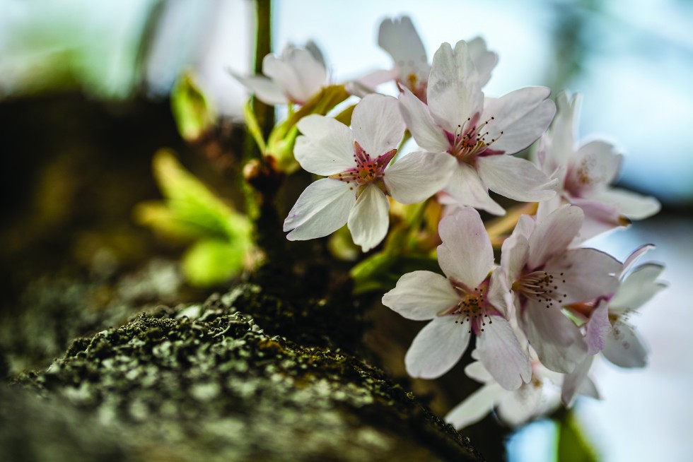 Cherry blossoms are an annual rite of passage, keenly anticipated and in bloom for a solitary week. Matsumoto, Japan.