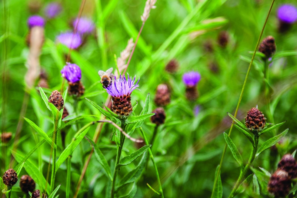 Pollinating bees serve an important function in the life cycles of blossoms and their plants, Leiden, Netherlands.