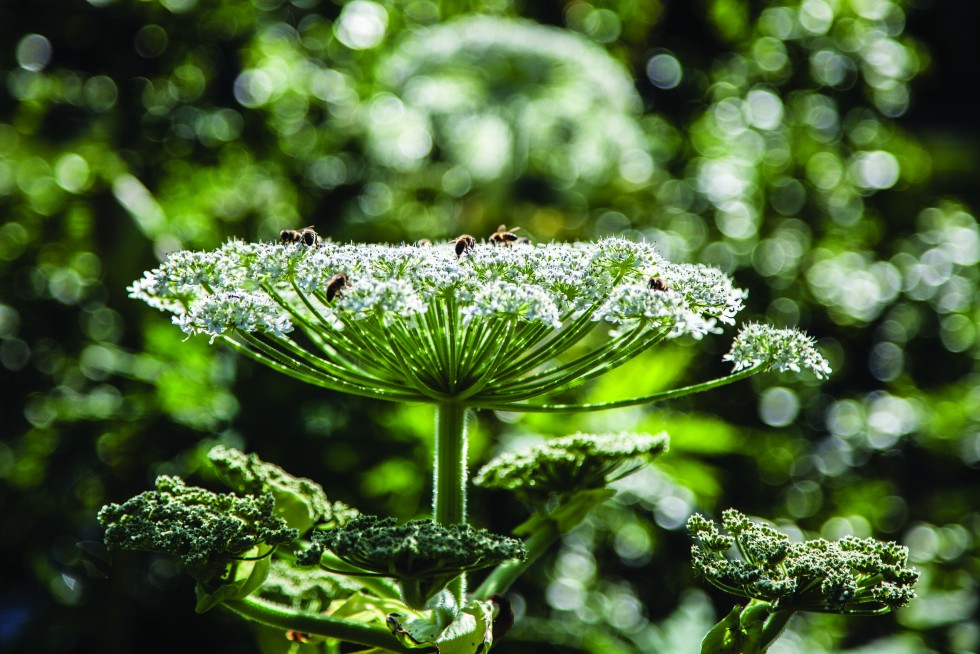 Pollinating bees serve an important function in the life cycles of blossoms and their plants, Leiden, Netherlands.