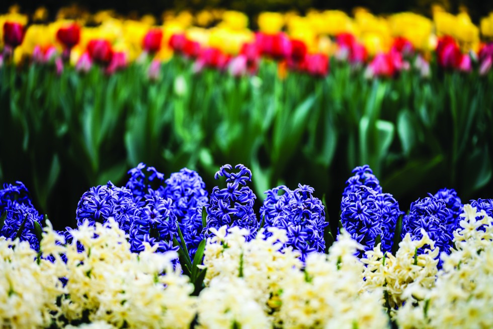 Hyacinths in Lisse, Netherlands.