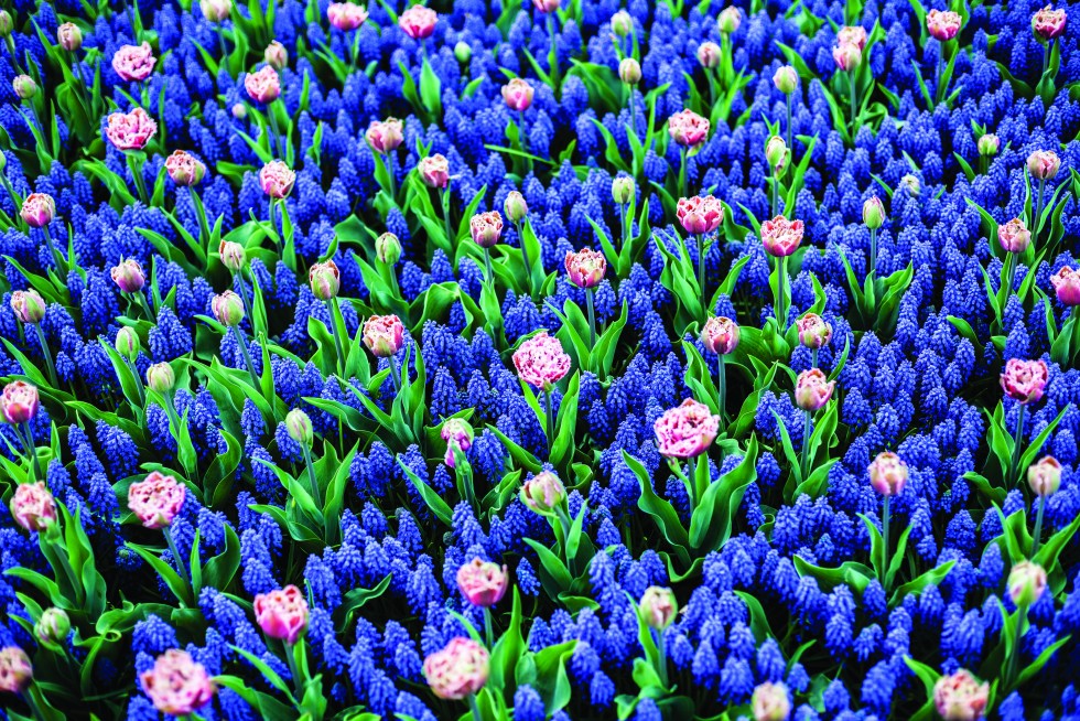 Hyacinths in Lisse, Netherlands.