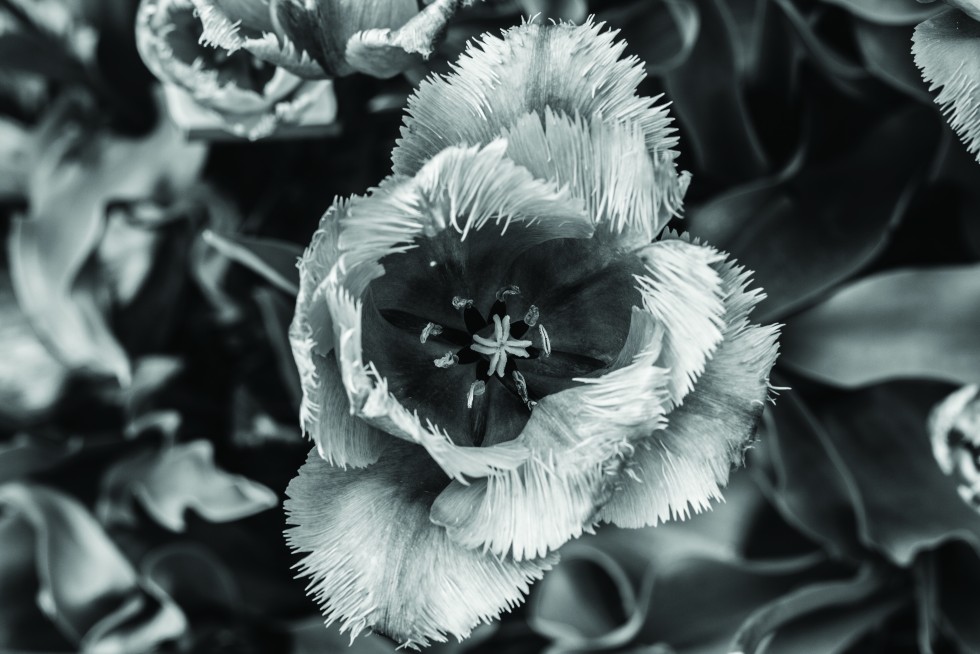 Tulip details, Netherlands. Even without colour, their textures and forms captivate.