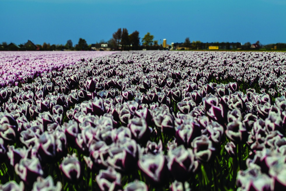 Tulips from around the Netherlands.