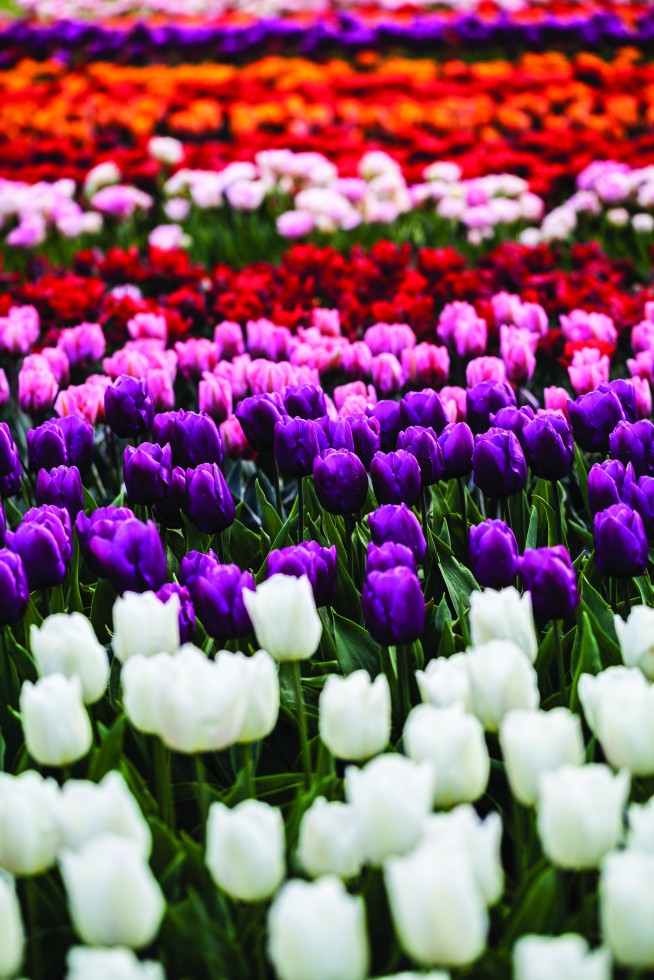 Tulips from around the Netherlands.