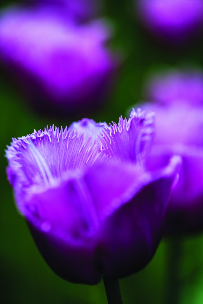 Tulips from around the Netherlands.