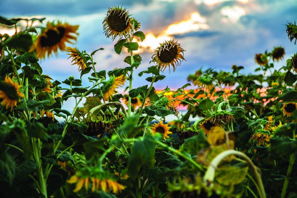 Sunflower sunset in Ubon Ratchathani, and a sunset captured through frangipani (plumeria) blossoms in Kanchanaburi, Thailand.