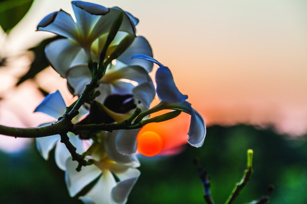 Sunflower sunset in Ubon Ratchathani, and a sunset captured through frangipani (plumeria) blossoms in Kanchanaburi, Thailand.