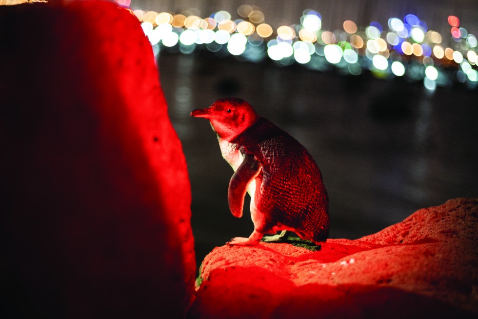 Penguins can be found naturally dwelling in many of the crooks of St Kilda, waddling out to enjoy the night cityscape.