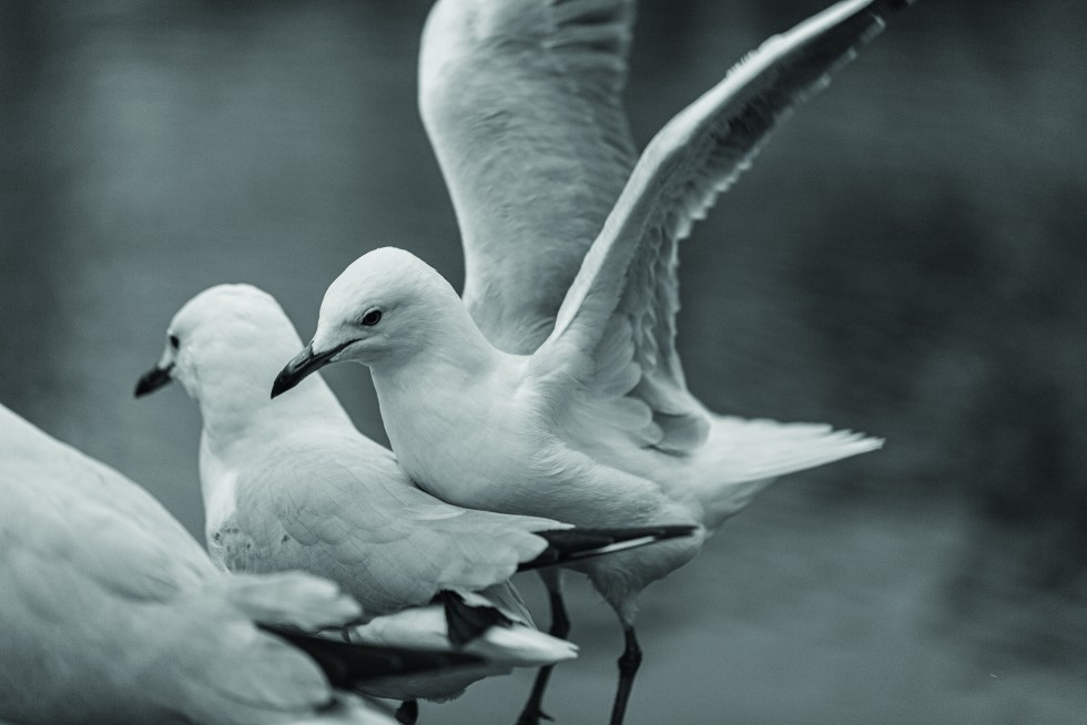 Seagulls are faithful companions on any coastal walk.