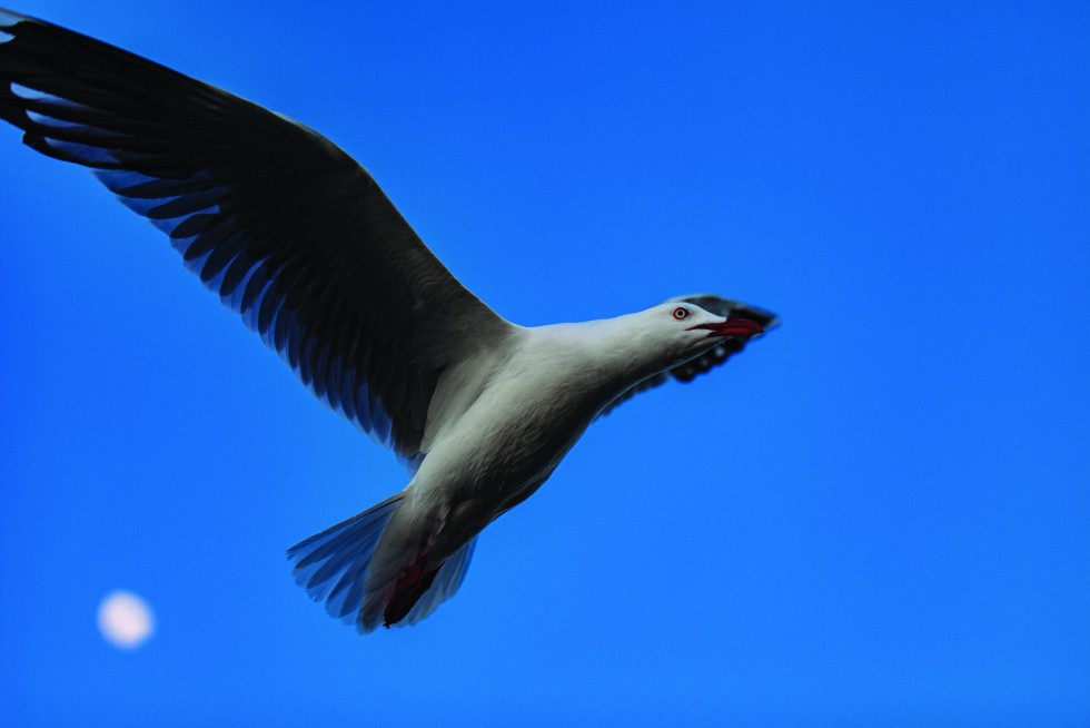 Seagulls are faithful companions on any coastal walk.