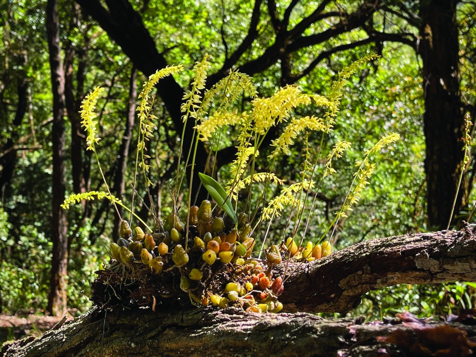 In the Chiang Mai Forest