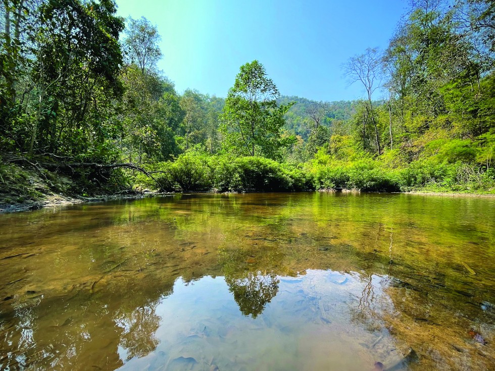 In the Chiang Mai Forest