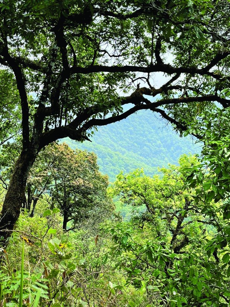 In the Chiang Mai Forest