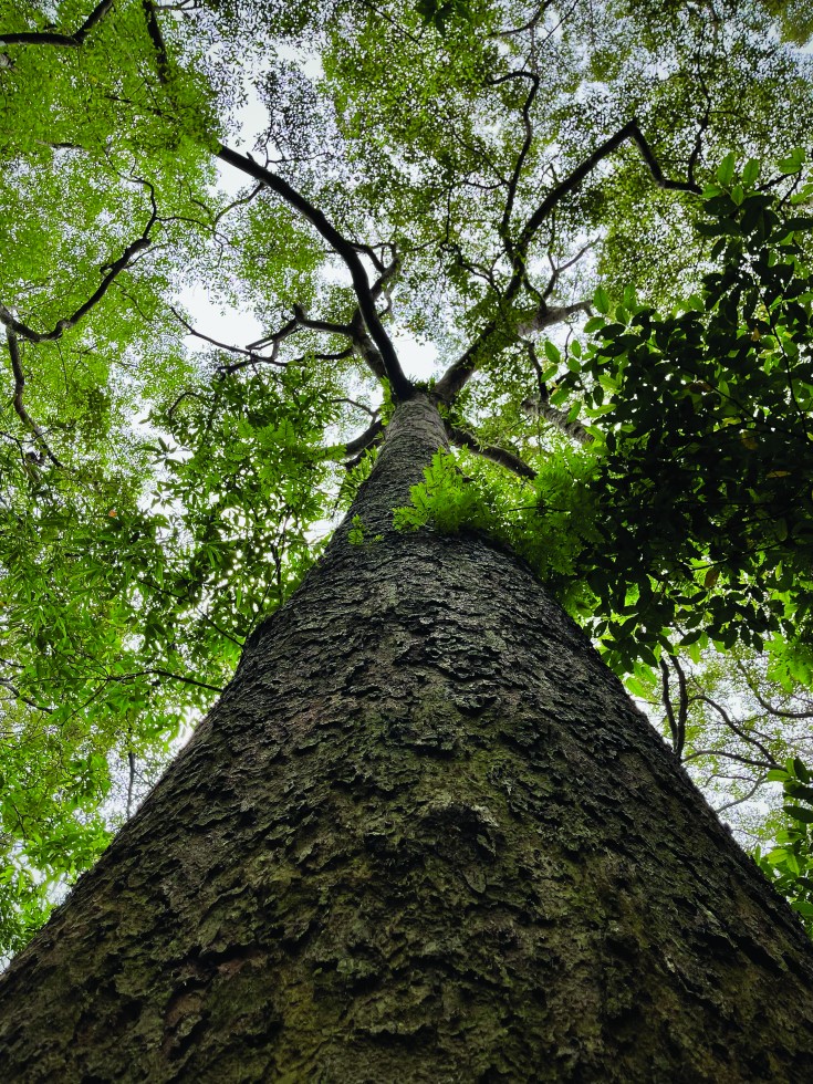 In the Chiang Mai Forest