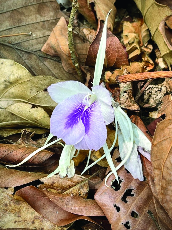 In the Chiang Mai Forest