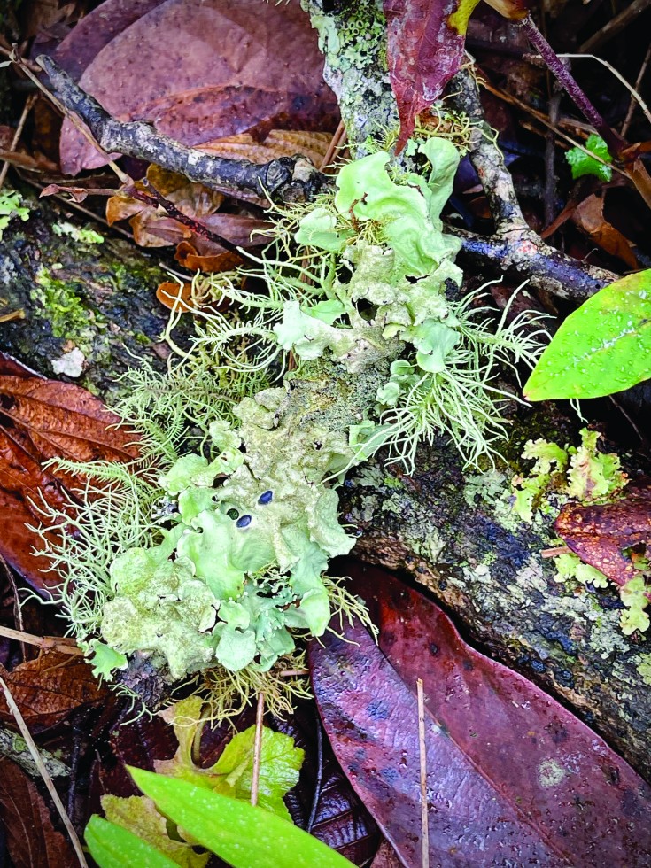 In the Chiang Mai Forest