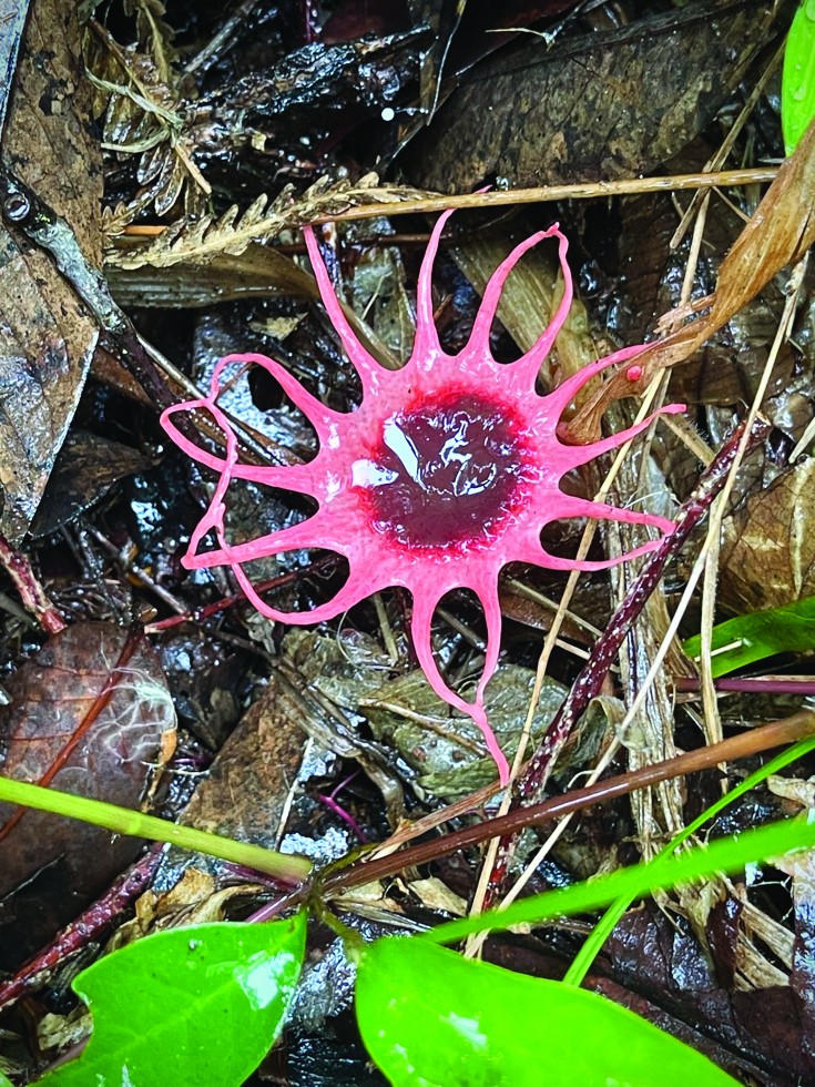 In the Chiang Mai Forest