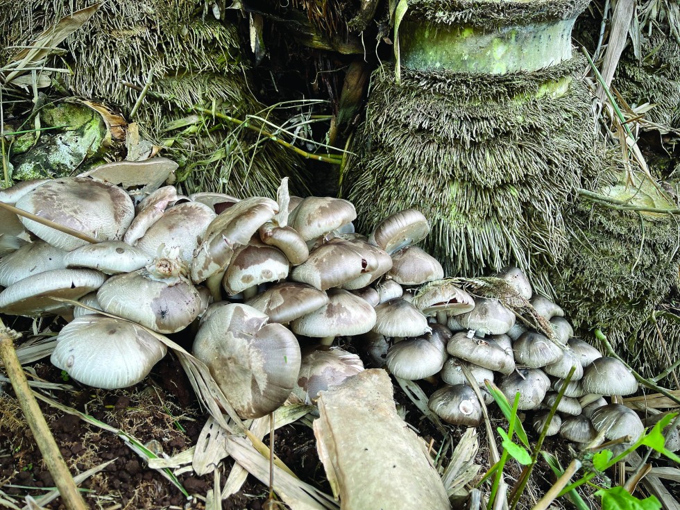 In the Chiang Mai Forest