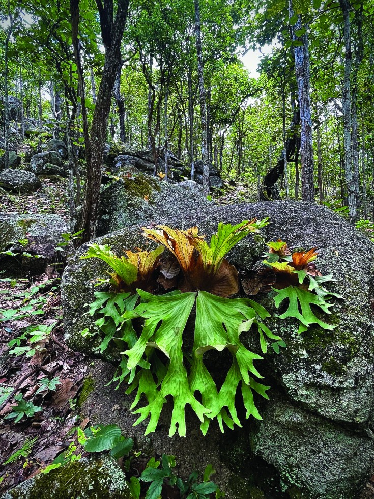 In the Chiang Mai Forest