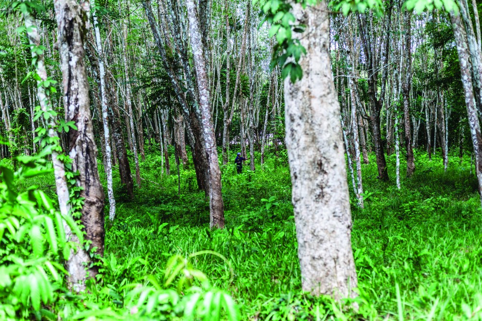 A harvester cutting a rubber tree in a plantation.