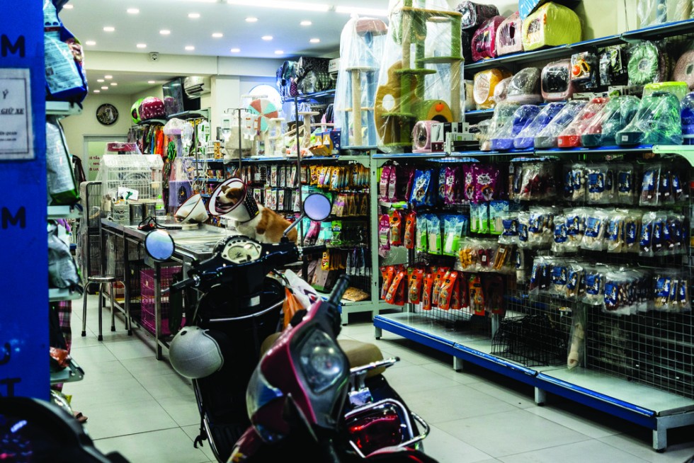 Two dogs recover from their operations while guarding an empty pet shop.