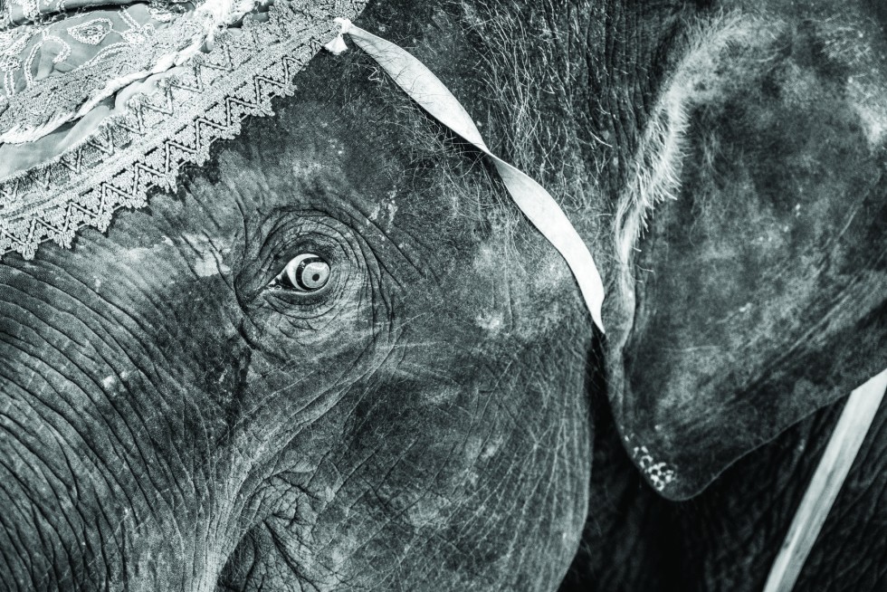 By elephant is a popular mode of travel, but it is best not to encourage mistreatment of the animal.