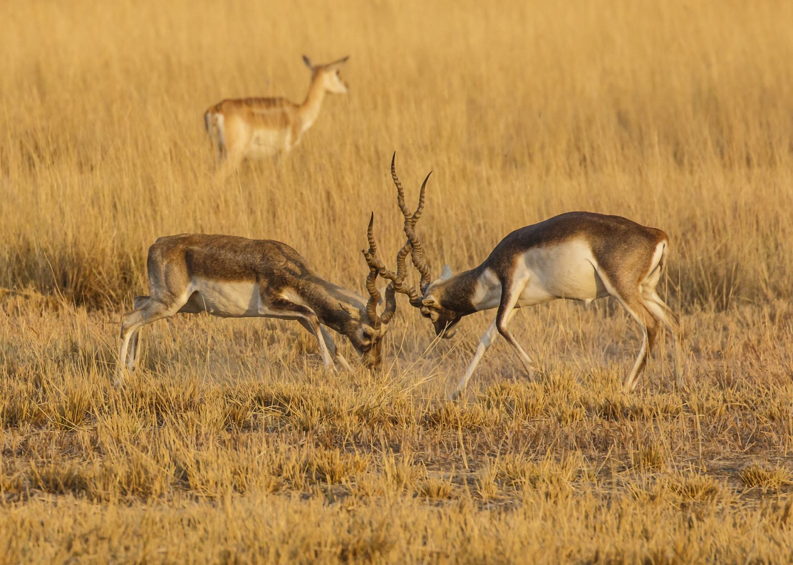 Velavadar National Park