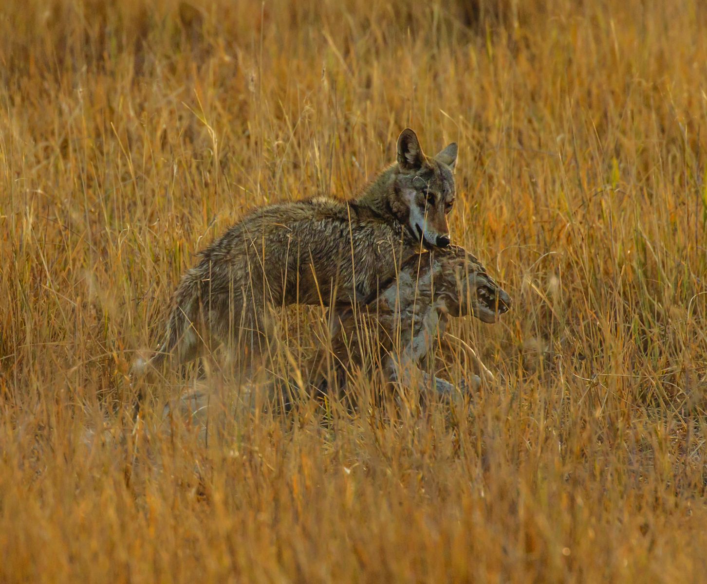 Velavadar National Park