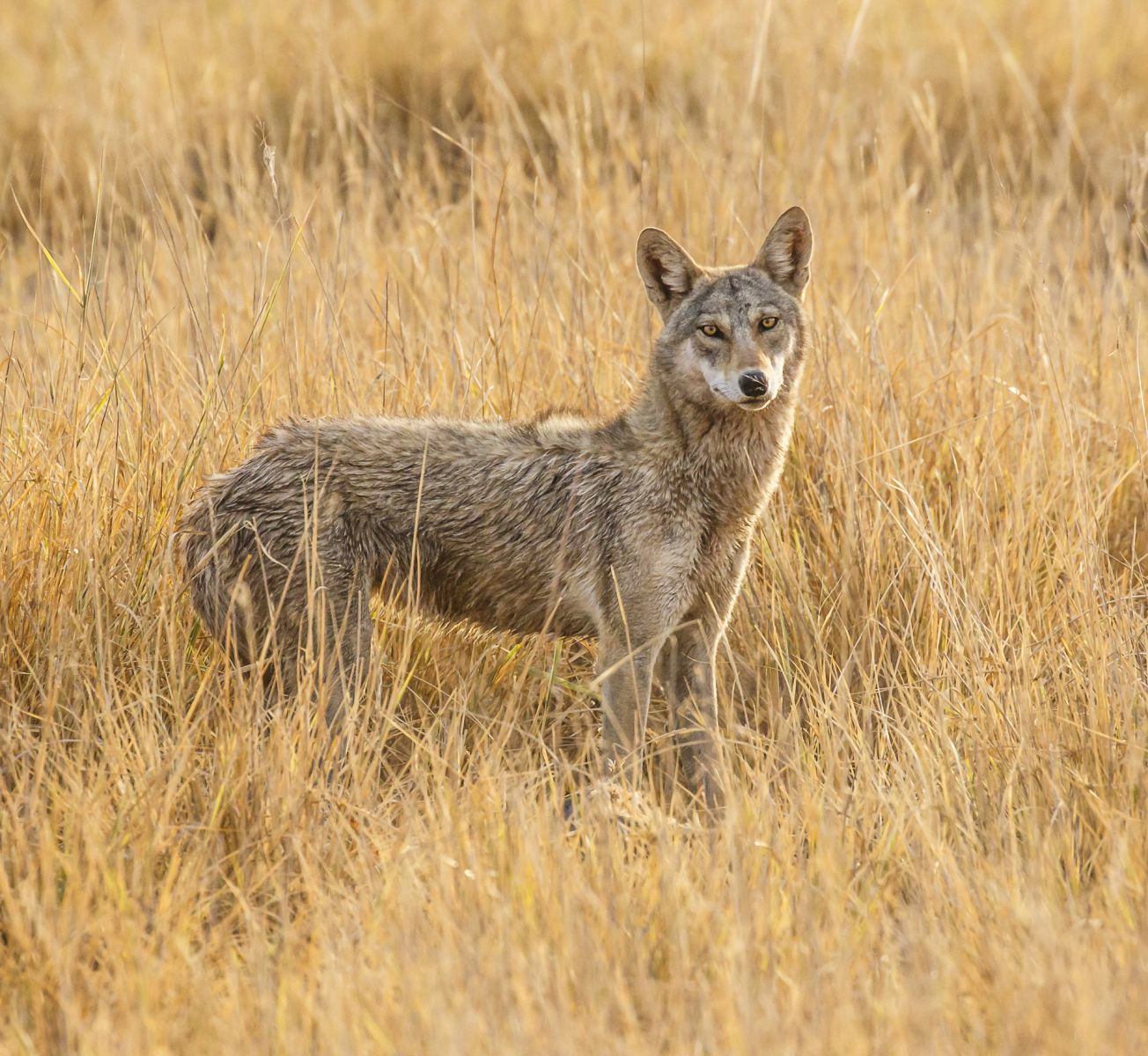 Velavadar National Park