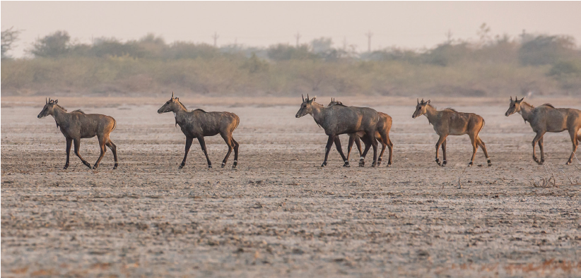 Little Rann Of Kutch