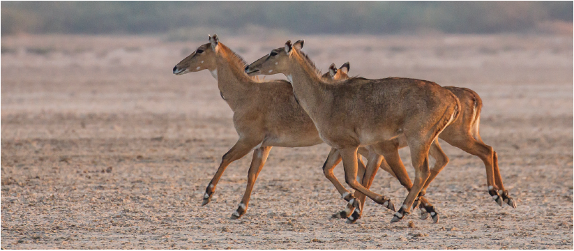 Little Rann Of Kutch