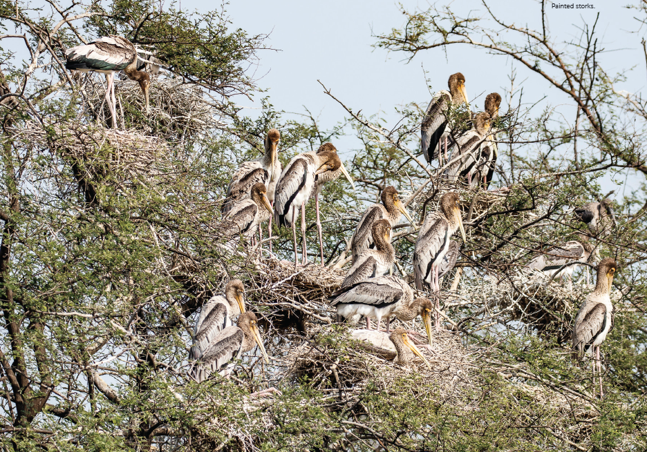 THE KEOLADEO EXPEDITION