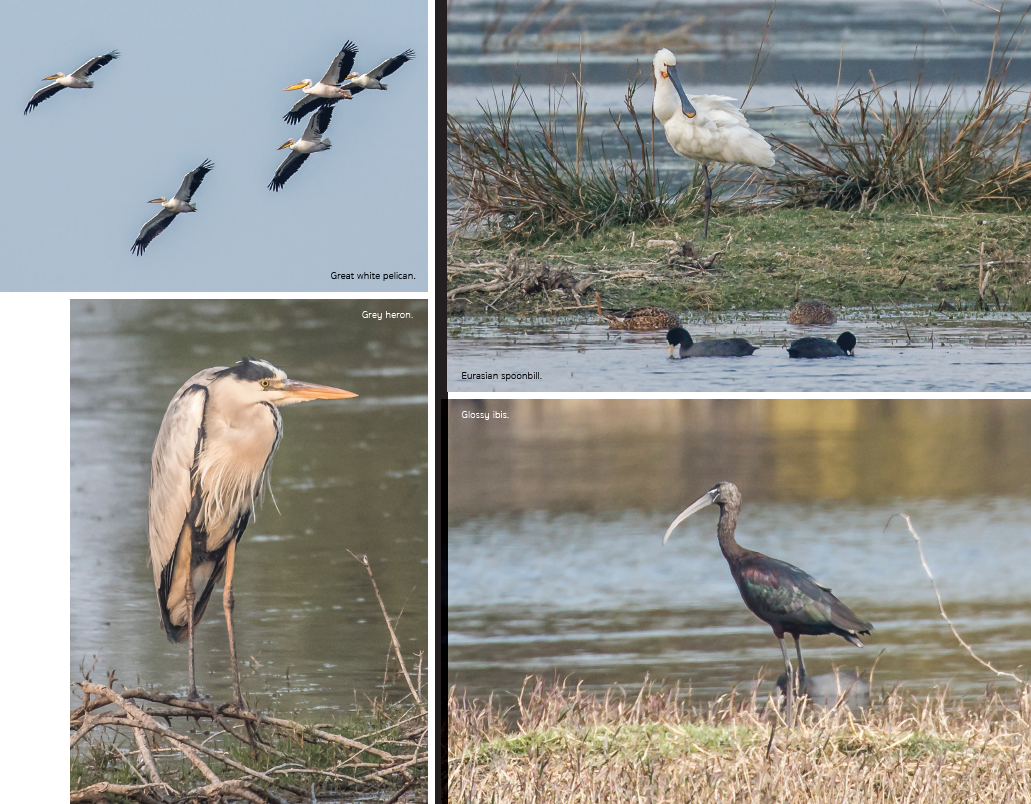 THE KEOLADEO EXPEDITION