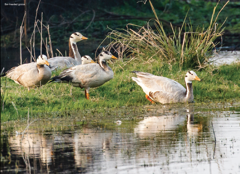THE KEOLADEO EXPEDITION