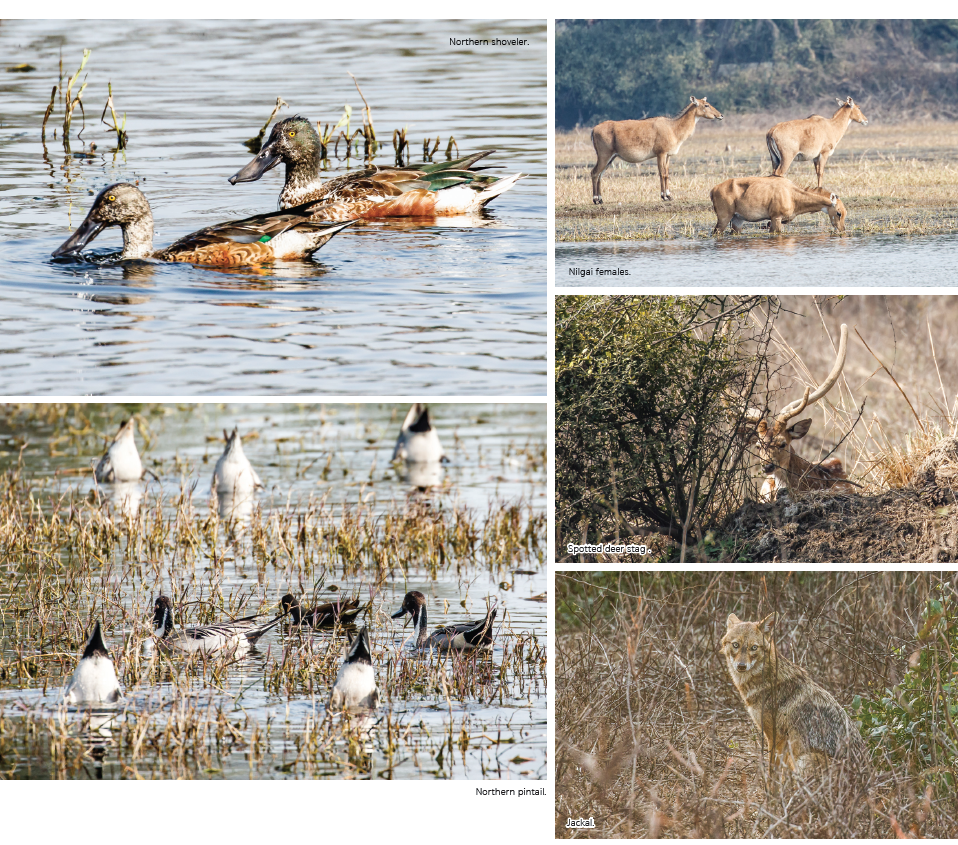 THE KEOLADEO EXPEDITION