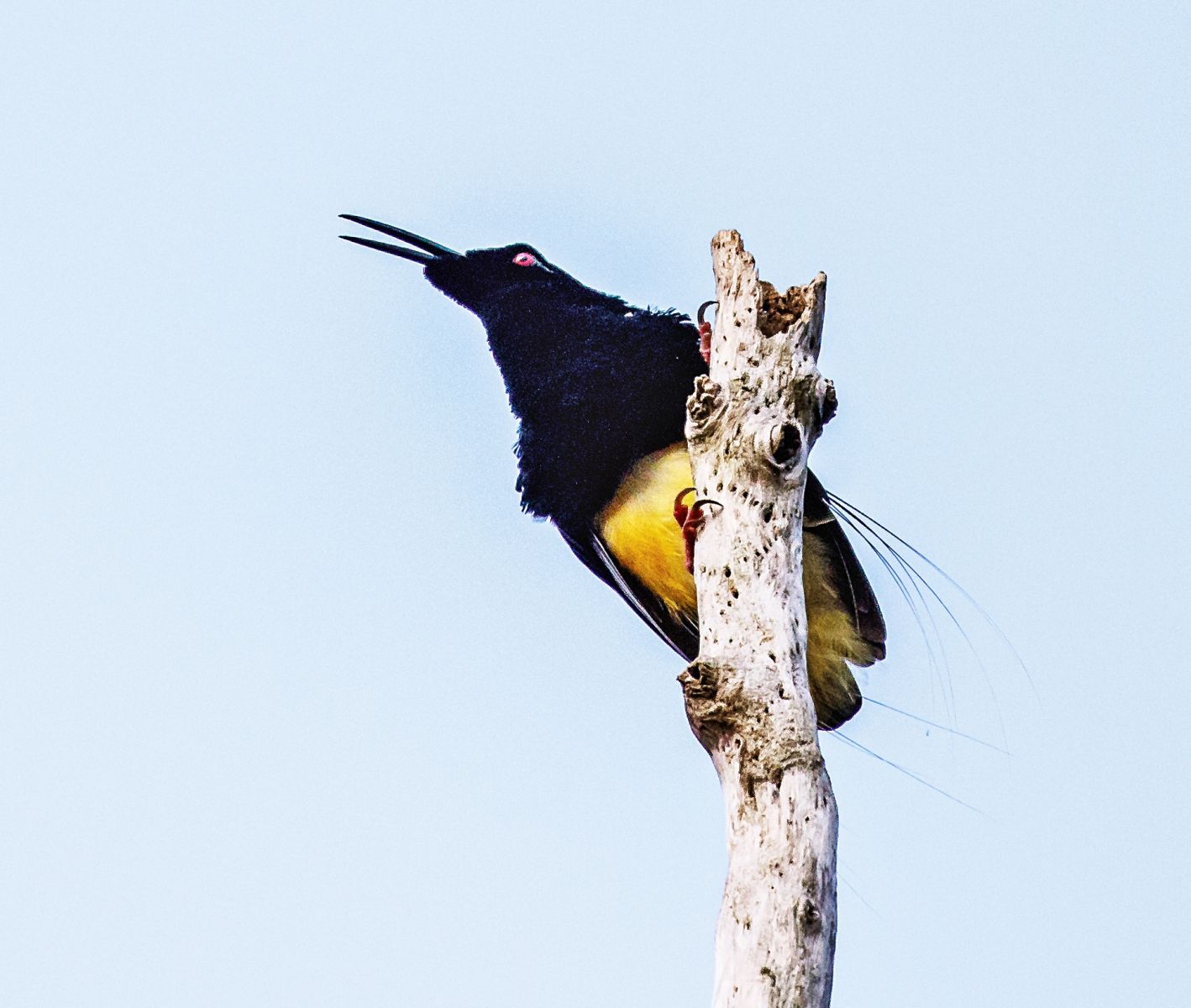 Twelve-billed Bird of Paradise (Male)