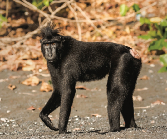 The Search for Rare and Wonderful Wildlife in North Sulawesi