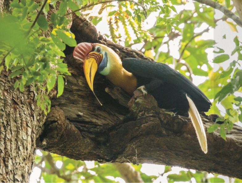 The Search for Rare and Wonderful Wildlife in North Sulawesi