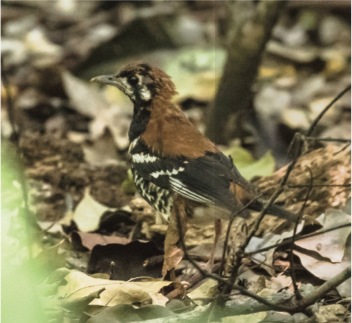 The Search for Rare and Wonderful Wildlife in North Sulawesi